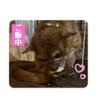 キンカジューの金太郎とかぐや姫（個別スタンプ：6）