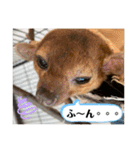キンカジューの金太郎とかぐや姫（個別スタンプ：10）