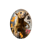 キンカジューの金太郎とかぐや姫（個別スタンプ：31）