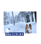 ぱぴぱぴパピヨン107（個別スタンプ：1）