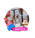 ぱぴぱぴパピヨン107（個別スタンプ：7）