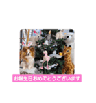 ぱぴぱぴパピヨン107（個別スタンプ：8）