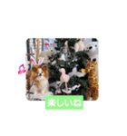ぱぴぱぴパピヨン107（個別スタンプ：10）