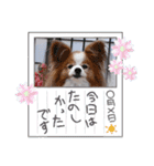ぱぴぱぴパピヨン107（個別スタンプ：14）
