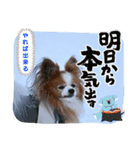 ぱぴぱぴパピヨン107（個別スタンプ：17）