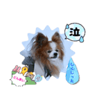 ぱぴぱぴパピヨン107（個別スタンプ：18）