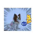 ぱぴぱぴパピヨン107（個別スタンプ：19）