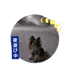 ぱぴぱぴパピヨン107（個別スタンプ：23）