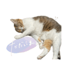 三毛猫じじ♀3（個別スタンプ：1）