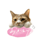 三毛猫じじ♀3（個別スタンプ：2）