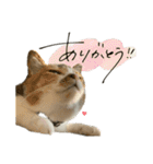 三毛猫じじ♀3（個別スタンプ：3）