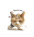 三毛猫じじ♀3（個別スタンプ：4）
