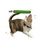 三毛猫じじ♀3（個別スタンプ：5）