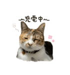 三毛猫じじ♀3（個別スタンプ：7）