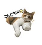 三毛猫じじ♀3（個別スタンプ：9）