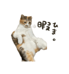 三毛猫じじ♀3（個別スタンプ：10）