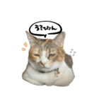 三毛猫じじ♀3（個別スタンプ：11）