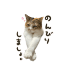 三毛猫じじ♀3（個別スタンプ：12）