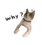 三毛猫じじ♀3（個別スタンプ：16）
