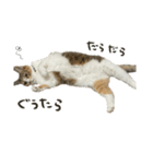 三毛猫じじ♀3（個別スタンプ：17）