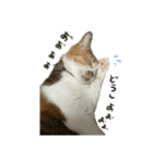三毛猫じじ♀3（個別スタンプ：18）