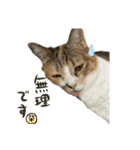 三毛猫じじ♀3（個別スタンプ：19）
