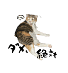 三毛猫じじ♀3（個別スタンプ：20）