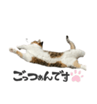 三毛猫じじ♀3（個別スタンプ：22）