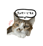 三毛猫じじ♀3（個別スタンプ：23）