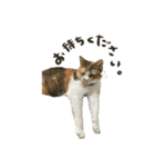三毛猫じじ♀3（個別スタンプ：24）