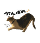 三毛猫じじ♀3（個別スタンプ：26）