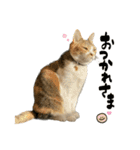 三毛猫じじ♀3（個別スタンプ：27）