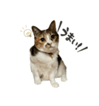 三毛猫じじ♀3（個別スタンプ：29）