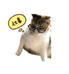 三毛猫じじ♀3（個別スタンプ：30）