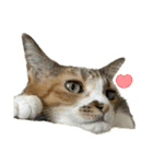 三毛猫じじ♀3（個別スタンプ：32）