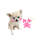 はなちゃんスタンプ♡第1弾（個別スタンプ：3）
