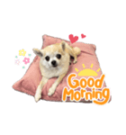はなちゃんスタンプ♡第1弾（個別スタンプ：5）