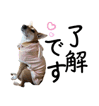 ずーきときなちゃんの声（個別スタンプ：1）