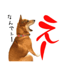 ずーきときなちゃんの声（個別スタンプ：3）