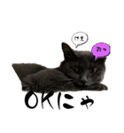 猫のOK（個別スタンプ：1）