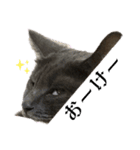 猫のOK（個別スタンプ：3）
