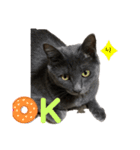 猫のOK（個別スタンプ：4）
