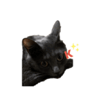 猫のOK（個別スタンプ：5）