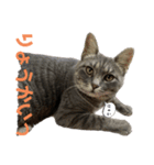 猫のOK（個別スタンプ：6）