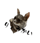 猫のOK（個別スタンプ：7）