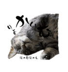 猫のOK（個別スタンプ：8）