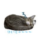 猫のOK（個別スタンプ：9）
