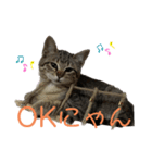 猫のOK（個別スタンプ：10）