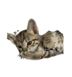 猫のOK（個別スタンプ：11）