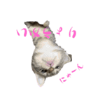 猫のOK（個別スタンプ：12）